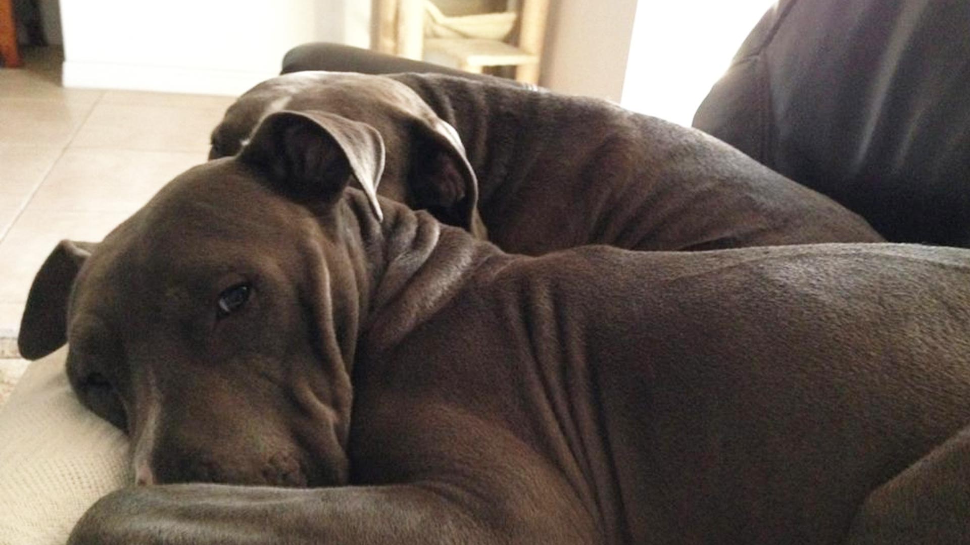 Two large dogs living at their foster home until they find a forever home in Bradenton.