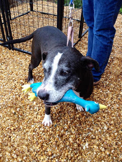 Betty playing with her rubber chicken at Forget-Me-Not Inc., she is available for adoption.