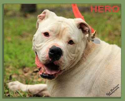 Hero one of our beloved dogs at Forget-Me-Not Inc. and his difficult story.