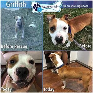 Griffith saved by Forget-Me-Not Inc. and adopted to a new loving home.
