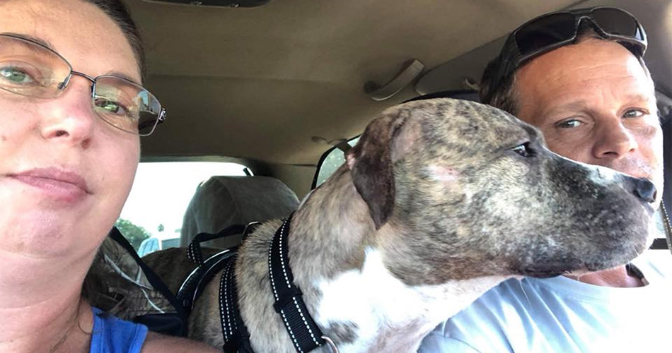Tadpole, the Brindle Pit Bull Mix, Has Found His Forever Home!