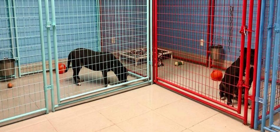 Our dogs at Forget-Me-Not Inc. waiting to be adopted into a loving home.